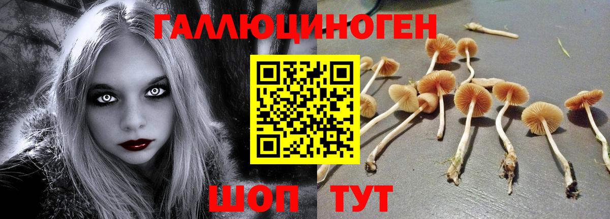 Назрань  Галлюциногенные грибы MAGIC MUSHROOMS  Вход с VPN 